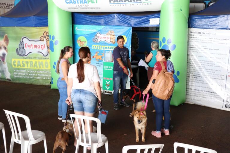 Procedimentos do Castrapet são realizados em Marechal Rondon