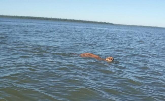 Onça é flagrada atravessando o lago em Itaipulândia; vídeo