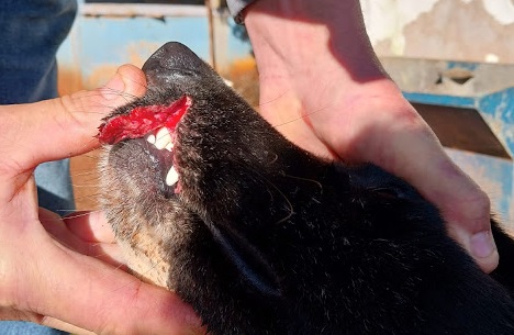 Onças atacam cão próximo da área urbana de Toledo