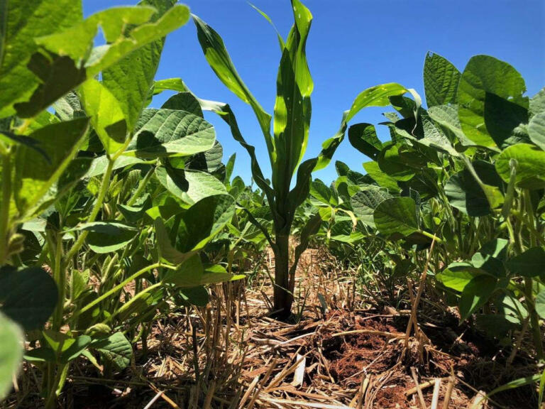 Copagril inicia campanha de controle do milho tiguera