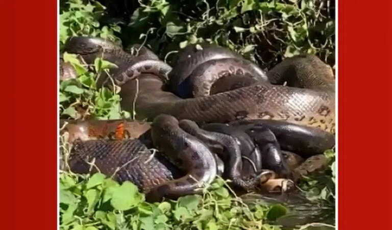 Casal encontra pelo menos 14 sucuris acasalando às margens do Rio Paraná