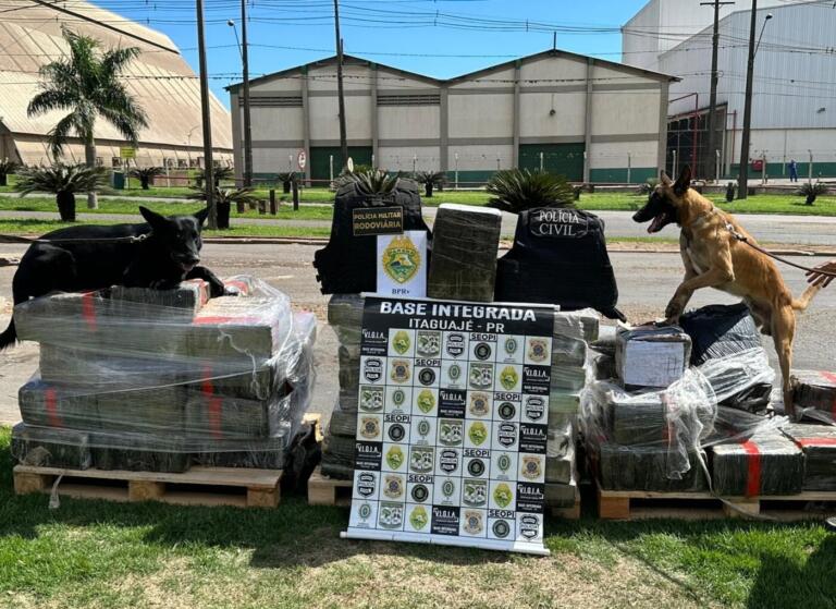 Cão farejador auxilia na apreensão de 1,4 tonelada de maconha