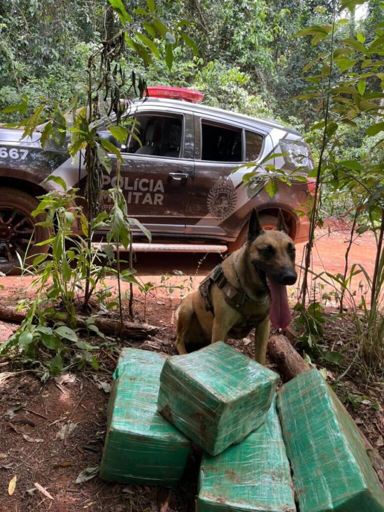 Cão farejador do BPFron localiza tabletes de maconha no interior de Santa Helena