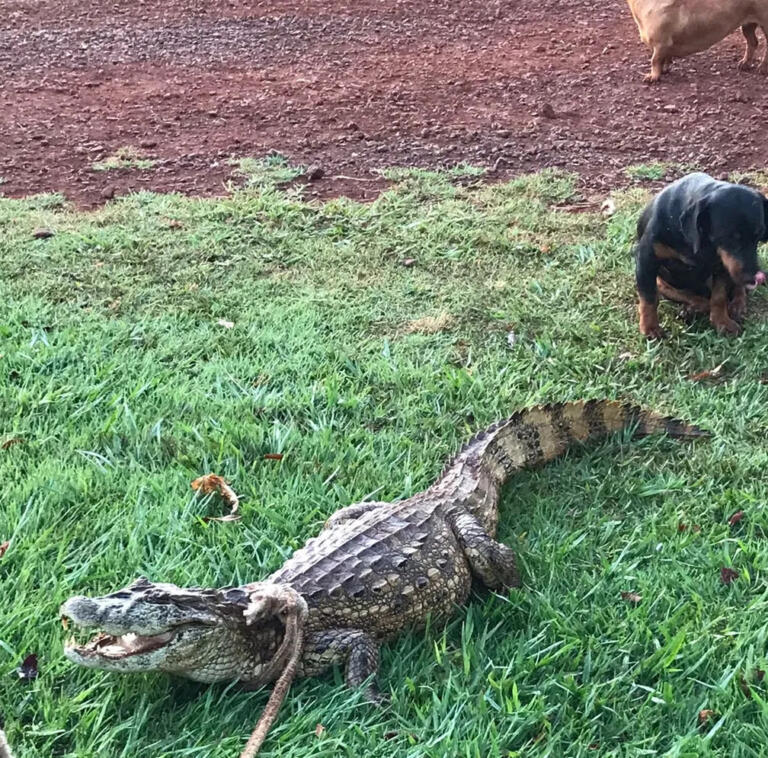 Jacaré é encontrado no meio de estrada rural em Toledo: ‘Parecia bem cansado, mas de barriga cheia’
