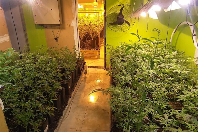 Polícia apreende 395 pés de maconha e fecha laboratório de drogas em Curitiba