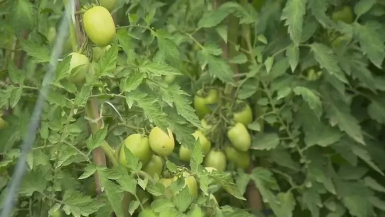 Colheita de fim de ano sofre alterações por causa do clima