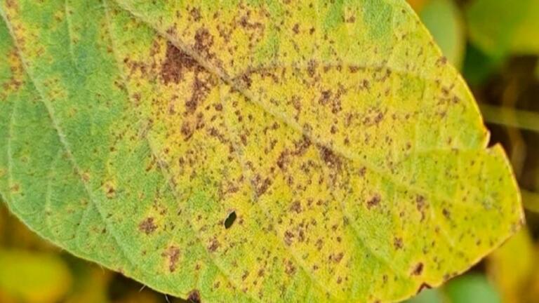 Safra 2022/2023 registra aumento de 220% de ferrugem asiática; Paraná lidera número de casos