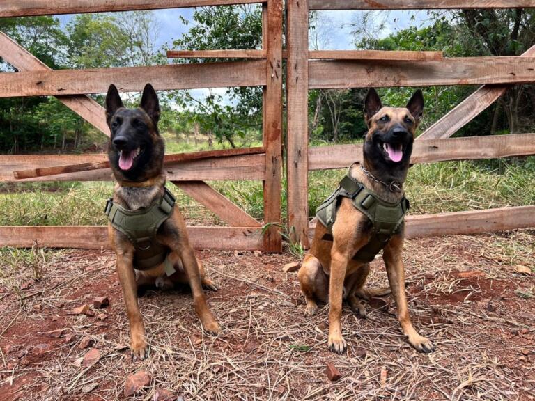 Cães policiais estagiários do BPFron, Ethan e Ollie são efetivados no canil da Polícia Militar do Paraná