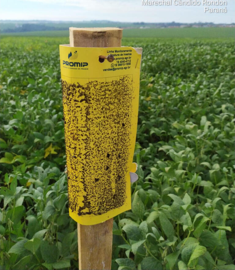 Distrito de São Roque tem maior média de cigarrinhas capturadas por armadilha