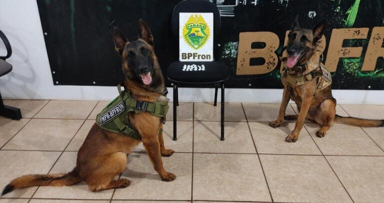 Após denúncia anônima, BPFron localiza 31 pinos de cocaína em estabelecimento comercial de Marechal Rondon