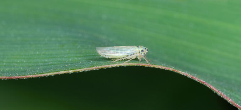 Adapar insiste na importância do monitoramento da cigarrinha
