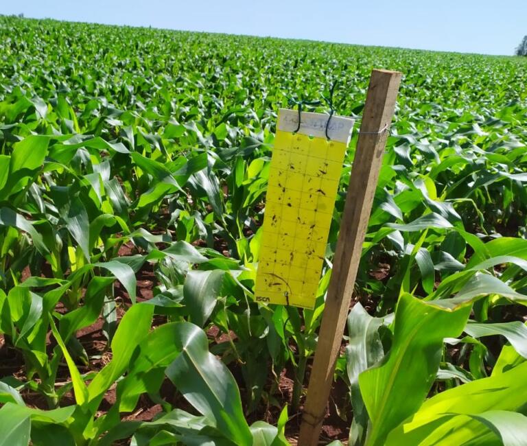 Pesquisas vão subsidiar agricultores do Paraná no manejo da cigarrinha-do-milho
