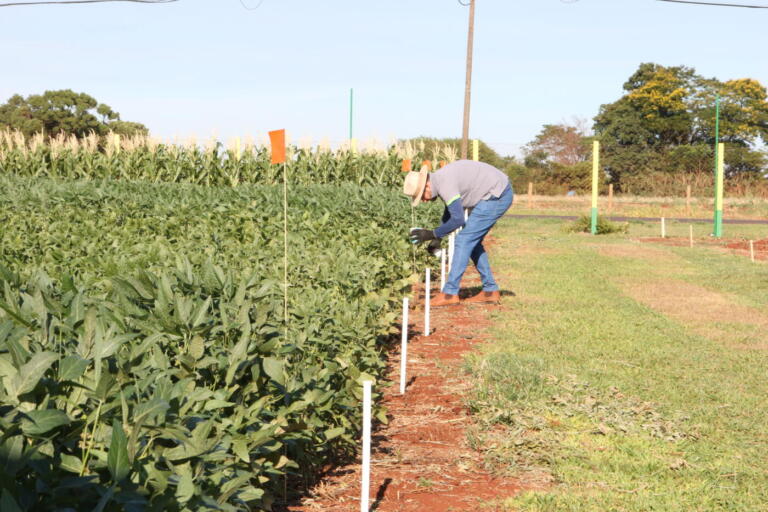 Copagril finaliza preparativos ao Dia de Campo; programação começa quarta-feira