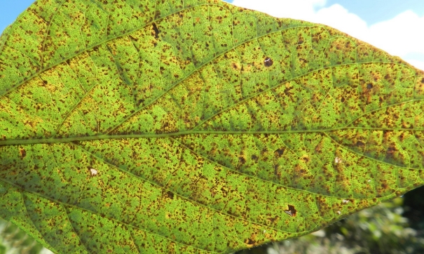 IDR-Paraná constata novos casos de ferrugem na soja em municípios da região Oeste