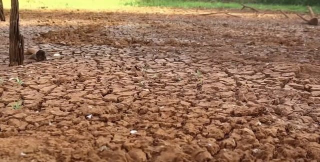 Adversidades climáticas fazem procura por seguro rural triplicar