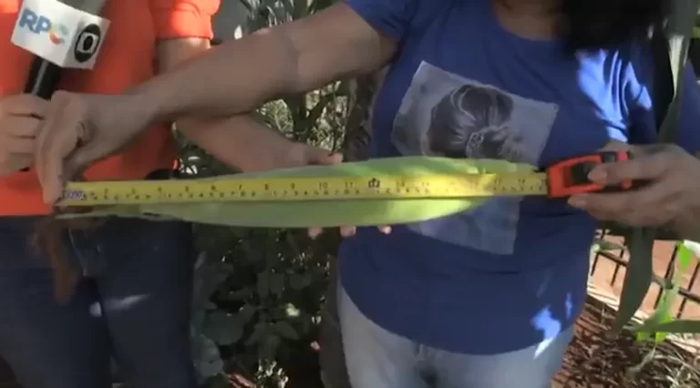 Espigas de milho plantadas por moradora da região Oeste chegam a medir 46 centímetros