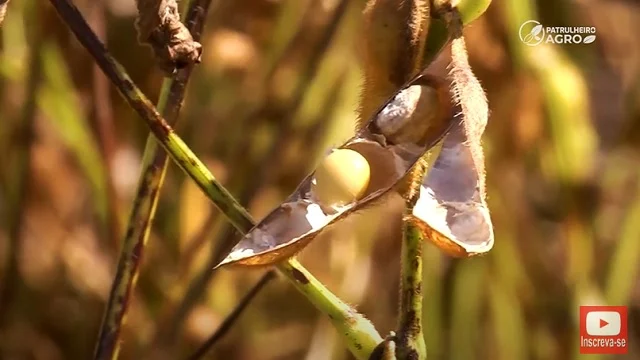 Clima no Sul afeta safra nacional de soja, aponta consultoria