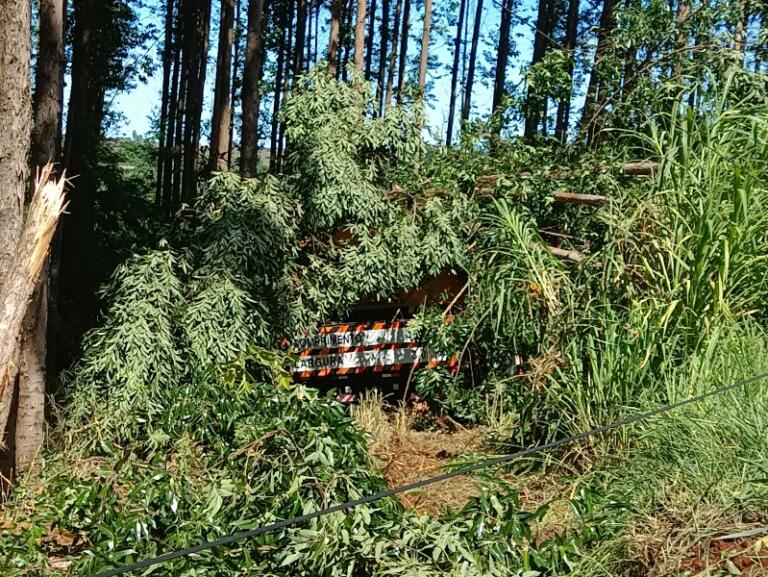 Caminhão colide contra várias árvores na BR-163 entre Marechal Rondon e Mercedes