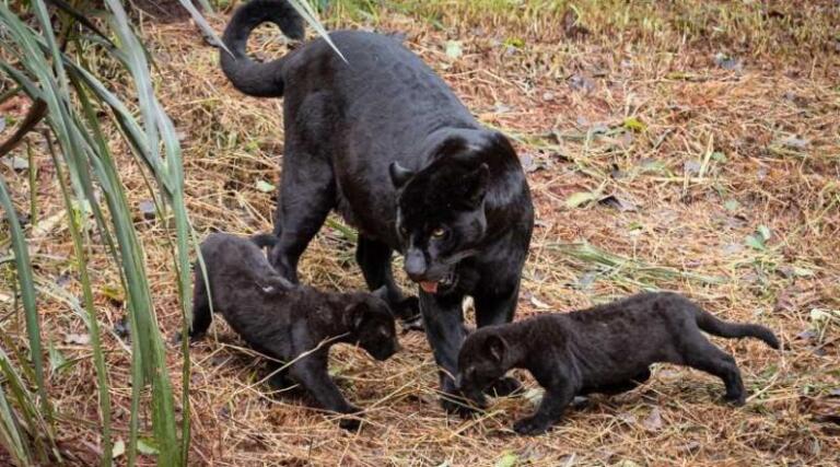 Oncinhas são soltas em recinto do Refúgio Biológico de Itaipu
