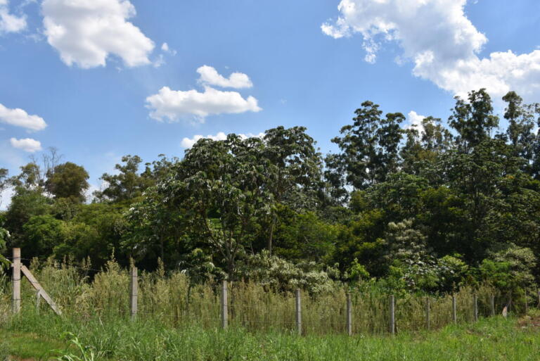 Quatro Pontes soma mais de 9,5 mil novas árvores nativas e frutíferas