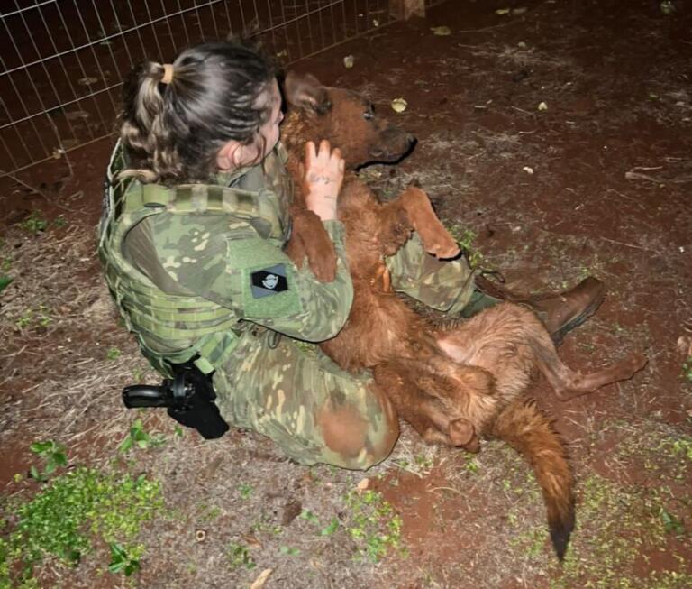 Atualizada: BPFron encontra cachorro que pulou da viatura em Toledo