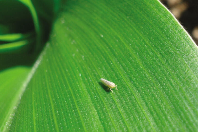 Setor produtivo se une contra praga que devasta até 70% da lavoura