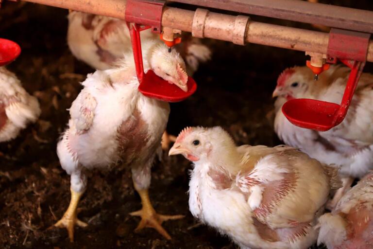 Cinco coisas que você precisa saber sobre a gripe aviária