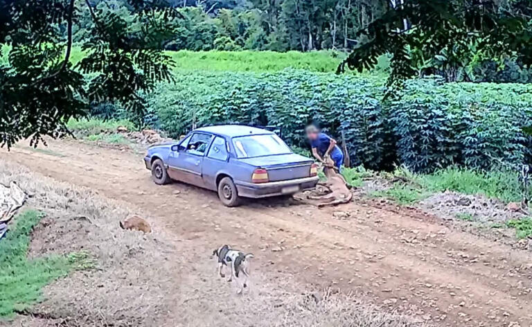Bezerro é furtado de propriedade rural e levado dentro de carro em Salto do Lontra