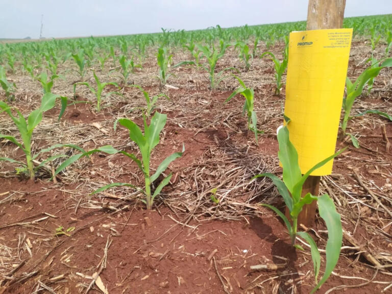Chuva dificulta crescimento populacional da cigarrinha do milho em Marechal Rondon