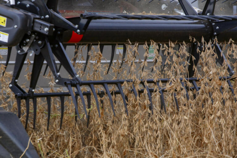 Segundo maior produtor de soja, Paraná responde por 14% da safra brasileira