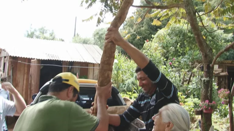 Família paranaense colhe mandioca de cinco metros: “Que venha mais”