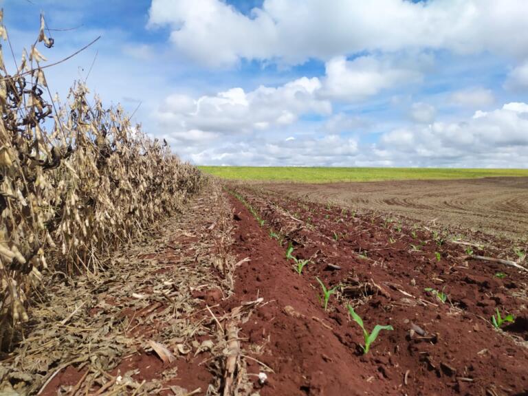 Alerta Cigarrinha indica aumento da população de cigarrinhas do milho nas áreas agrícolas