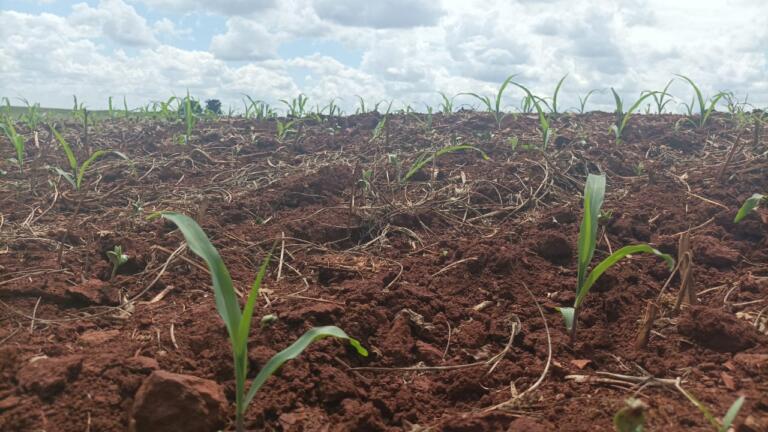 Atraso no plantio de milho deixa agricultores apreensivos e sem seguro