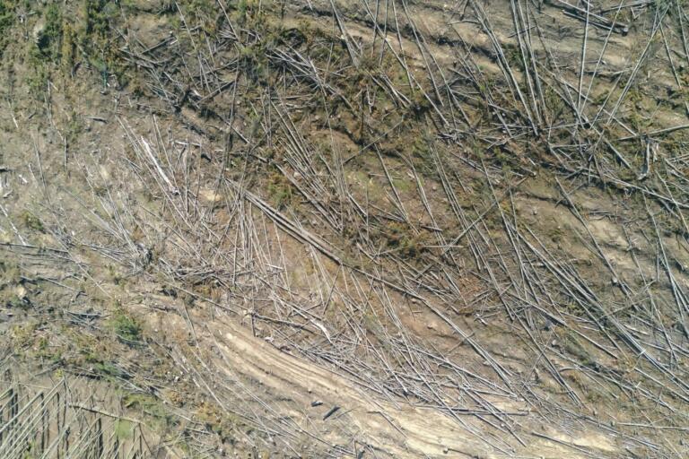 Desmatamento no Brasil cresceu 22% no ano passado