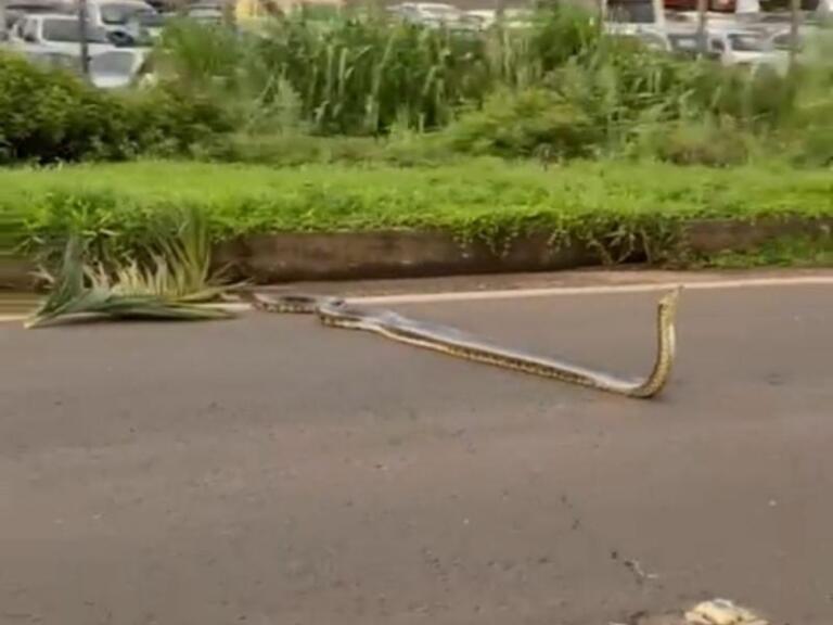 Sucuri é flagrada tentando atravessar BR-163 entre Guaíra e Mundo Novo