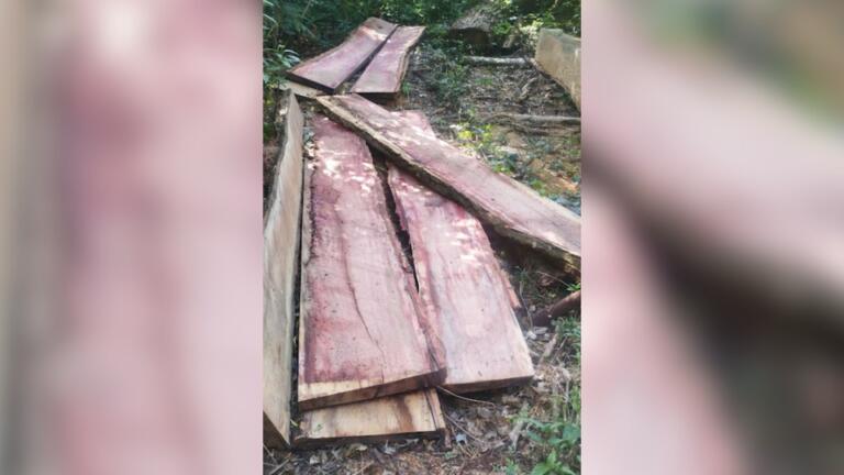 Patrulha Ambiental localiza desmatamento de árvores em extinção na região Oeste