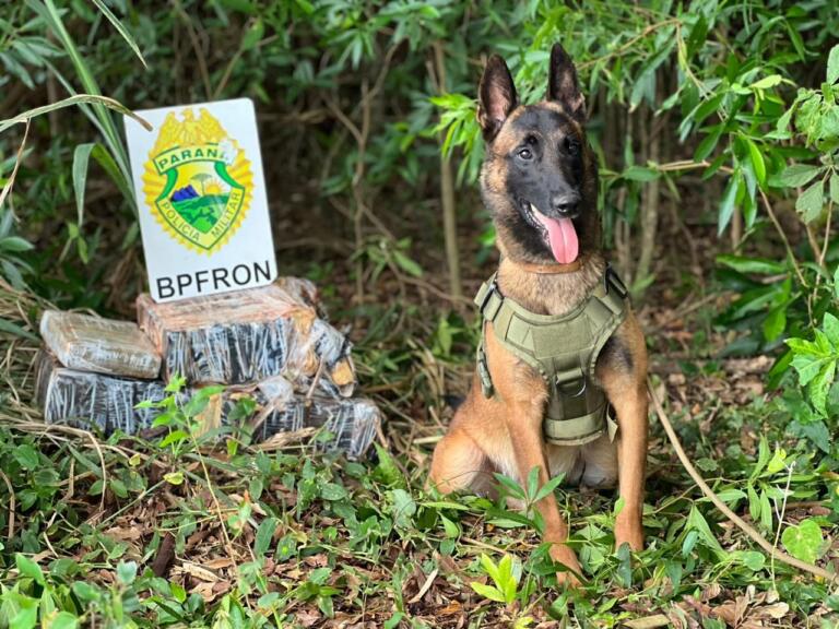 BPFron apreende drogas em Santa Helena
