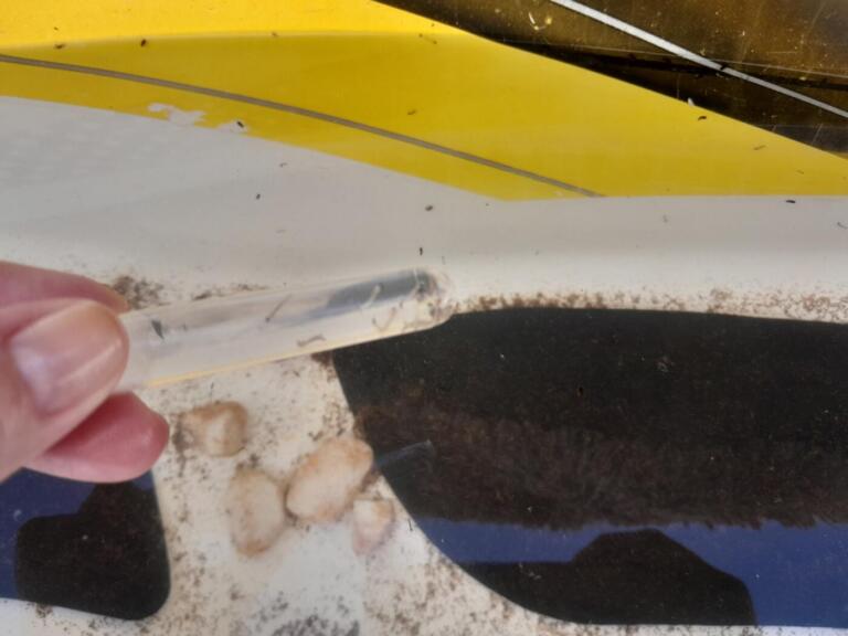 Quatro Pontes registra primeiro caso suspeito de dengue de 2023