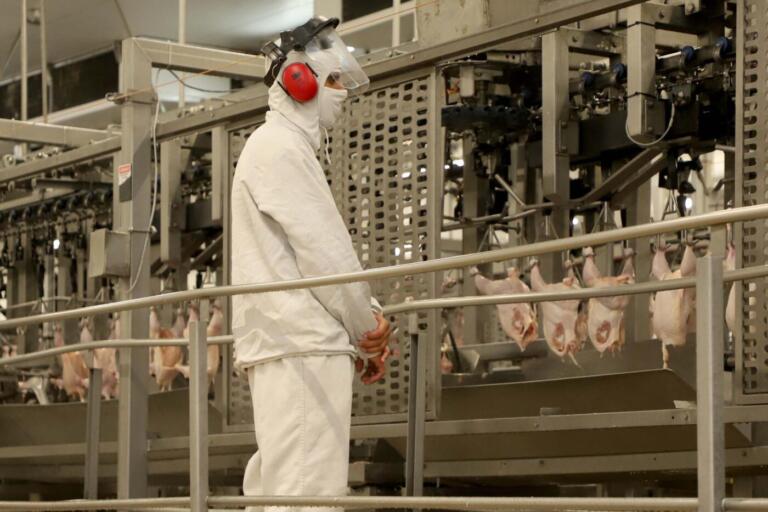 Paraná responde por um terço da produção de frango do Brasil