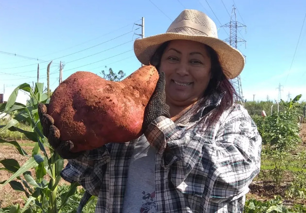 Agricultora colhe batata-doce gigante no Noroeste do Paraná: “Fiquei impressionada com o tamanho”