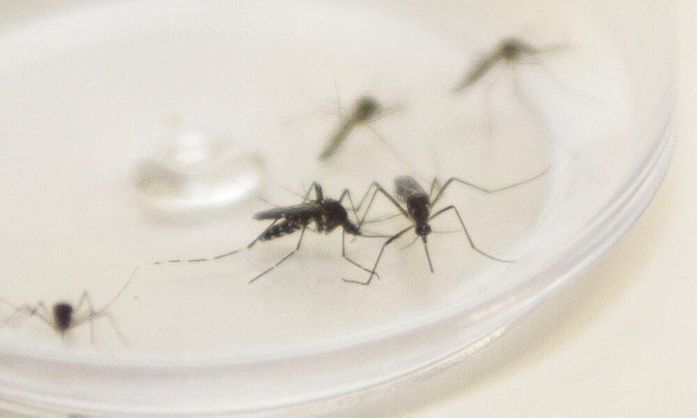 Se disparan casos de dengue en Paraná;  1,800 casos confirmados en una semana – O Presente