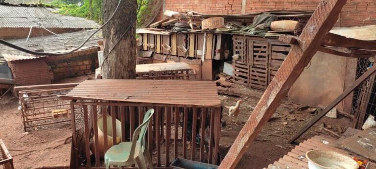 Polícia Civil prende suspeito de manter rinha de galos e aves em maus-tratos em Toledo