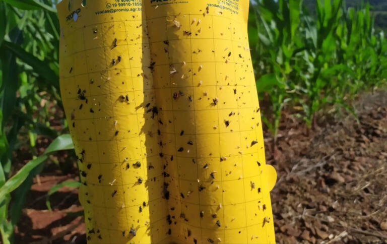 Distrito de Iguiporã apresenta maior média de cigarrinhas capturadas por armadilha