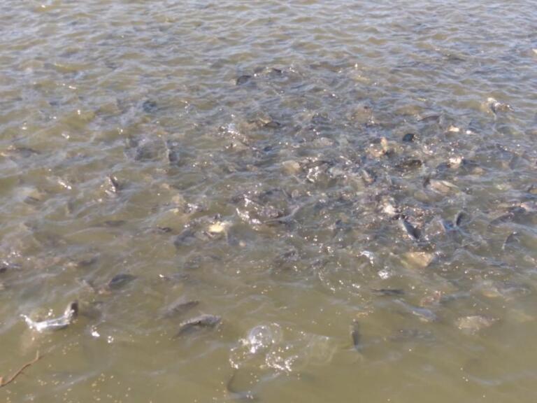 Fiscalização na produção de pescados é intensificada pelo Crea-PR no Oeste do Paraná