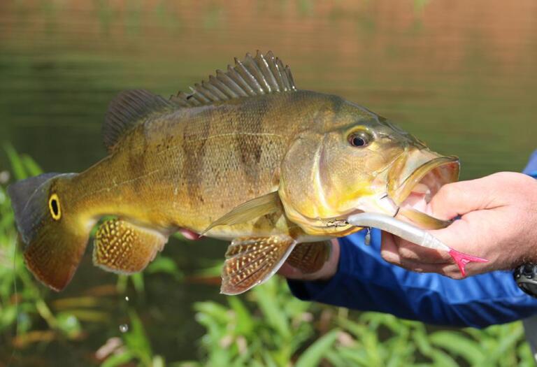 Regulamentação da pesca do tucunaré no extremo Oeste do Paraná começa a ser debatido na Assembleia