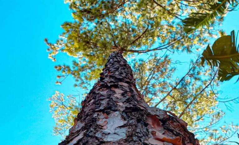A vitória sempre vem