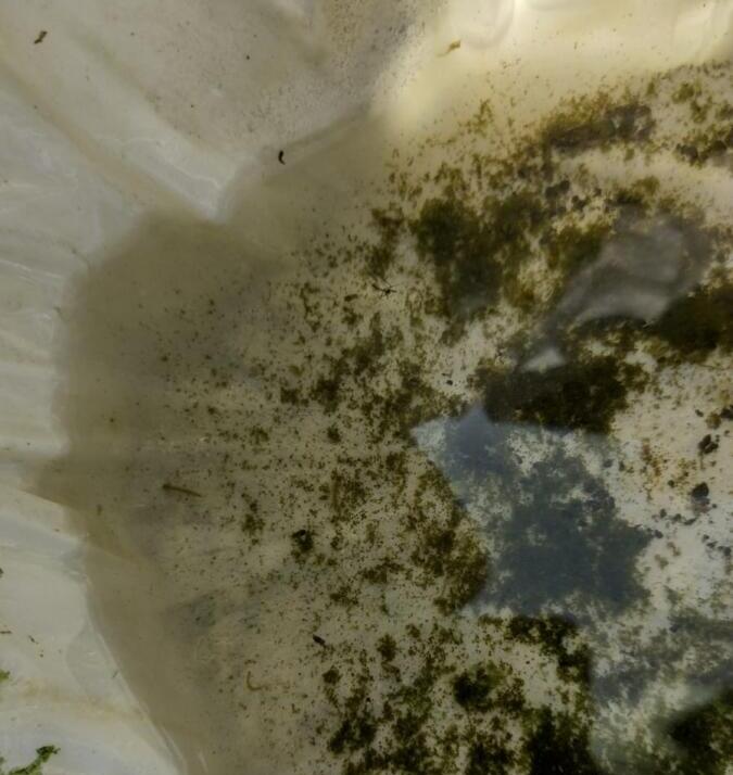 Marechal Rondon caminha para mais uma epidemia de dengue; Saúde declara “guerra” contra o Aedes aegypti