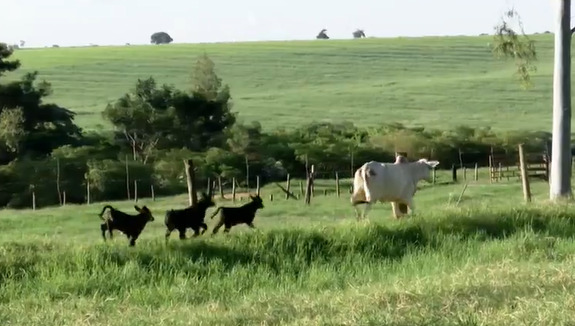 Nascimento de bezerros trigêmeos chama atenção no Paraná: “Motivo de muito orgulho e de satisfação”, diz produtor