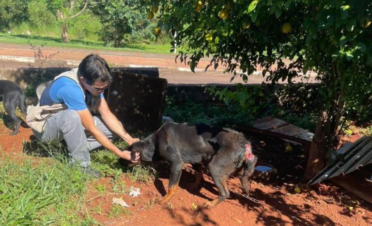 Mulher é detida na região pelo crime de maus-tratos a animais
