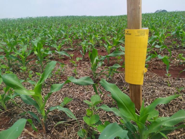 Cigarrinha do milho: lavouras próximas à área urbana de Marechal Rondon apresentam aumento de 57,5%